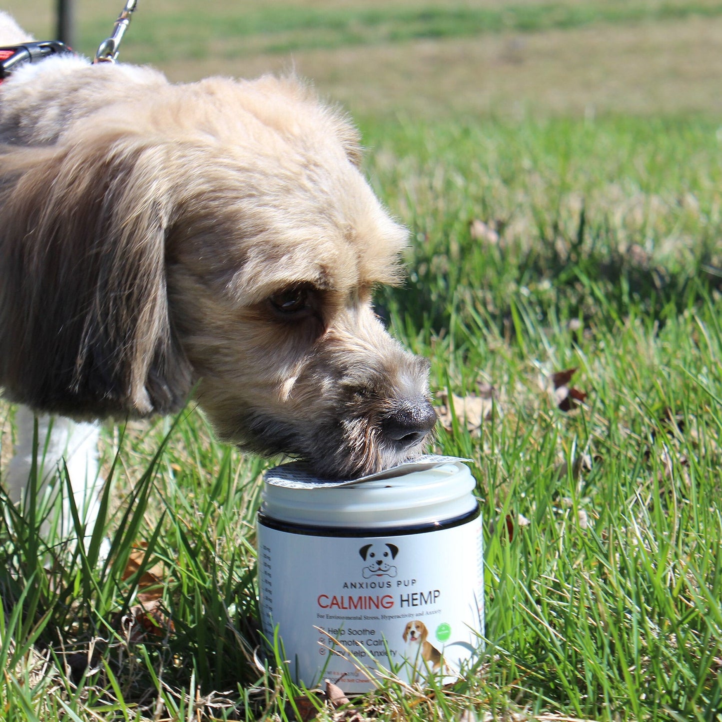 πΎ Calming Hemp Chews for Your Pup! Ease the Anxiety Away!πΏπΆ